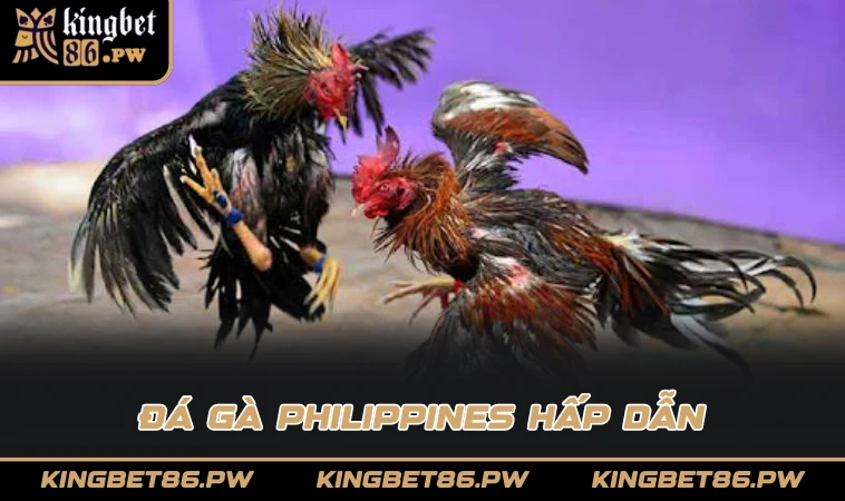 Đá gà Philippines hấp dẫn